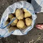 картофель молодой в Москве