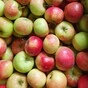 яблоки свежие  от производителя в Москве