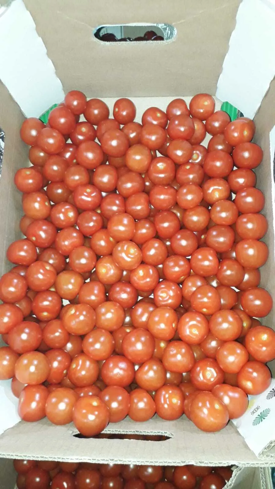 томаты черри в Москве