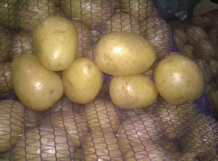 картофель оптом в Москве