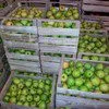 реализую продажу яблок Беш Юлдуз (опт) в Москве