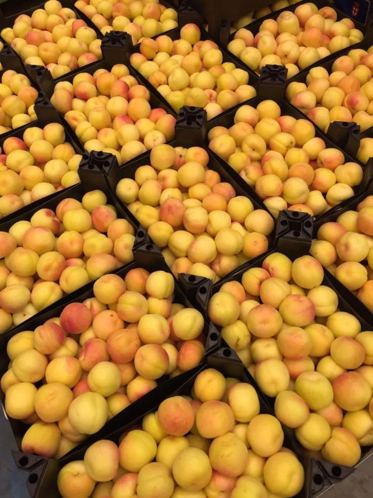 абрикосы в больших объемах в Москве