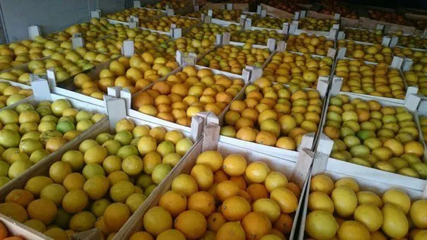 лимон в любых объемах  в Москве