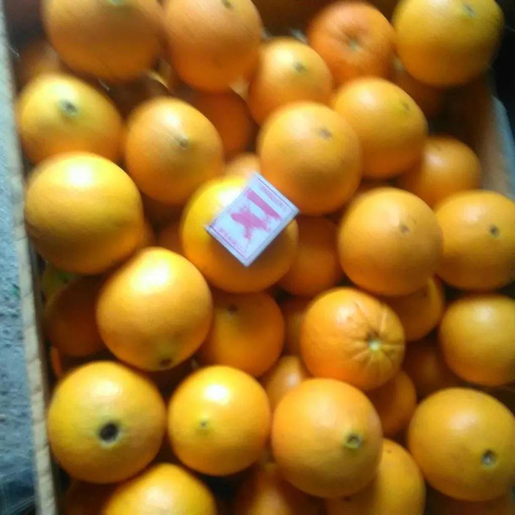 апельсины Абхазские оптом в Москве