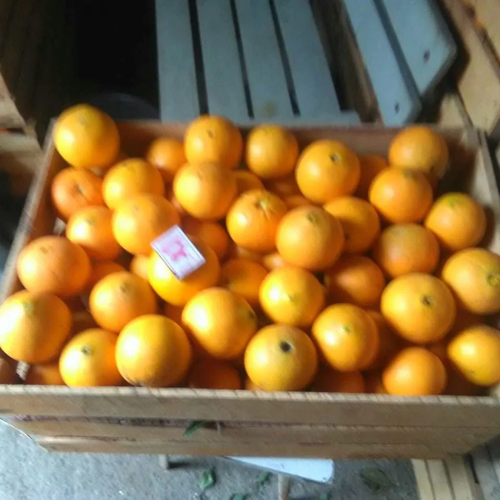 апельсины Абхазские оптом в Москве 3