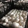 продаем грибы с хранилищ всей России в Москве 4