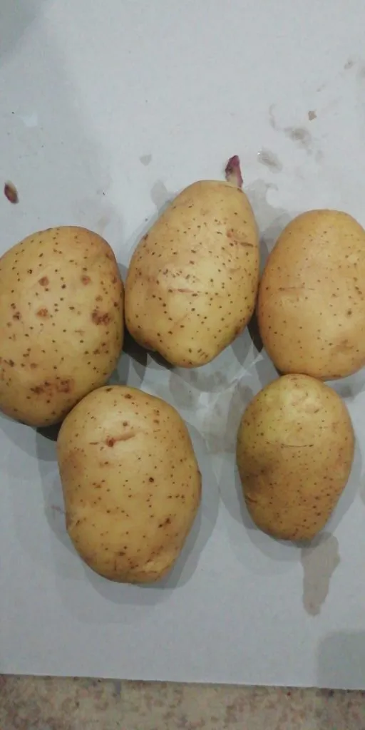 картофель оптом Гала в Москве
