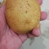 картофель Нижегородская область в Москве