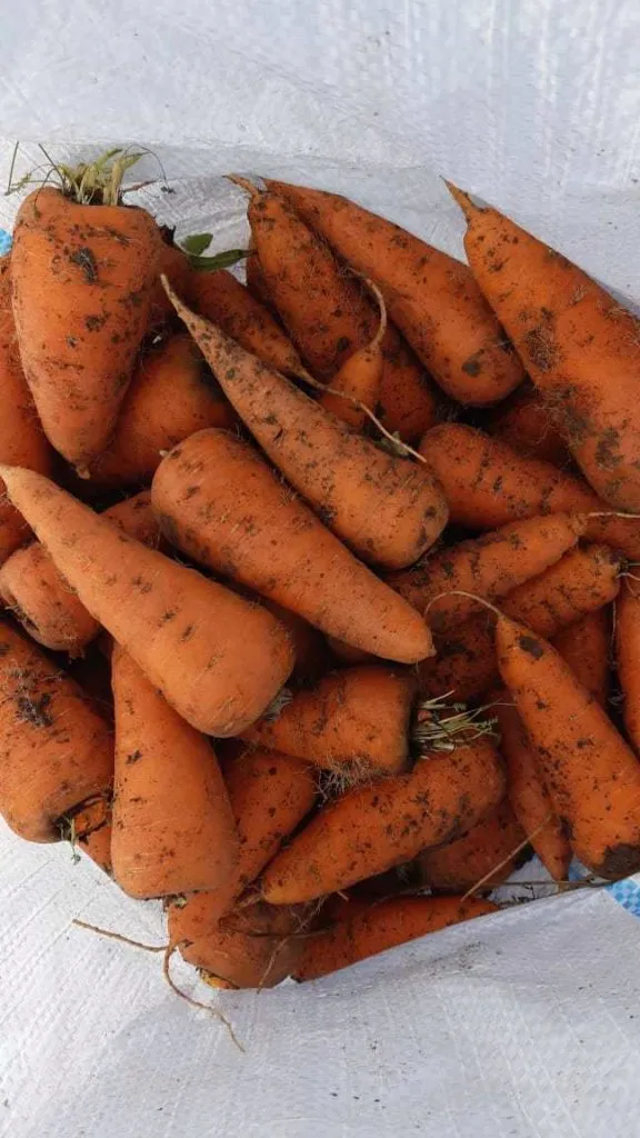продаем морковь мелким оптом в Москве в Москве 2