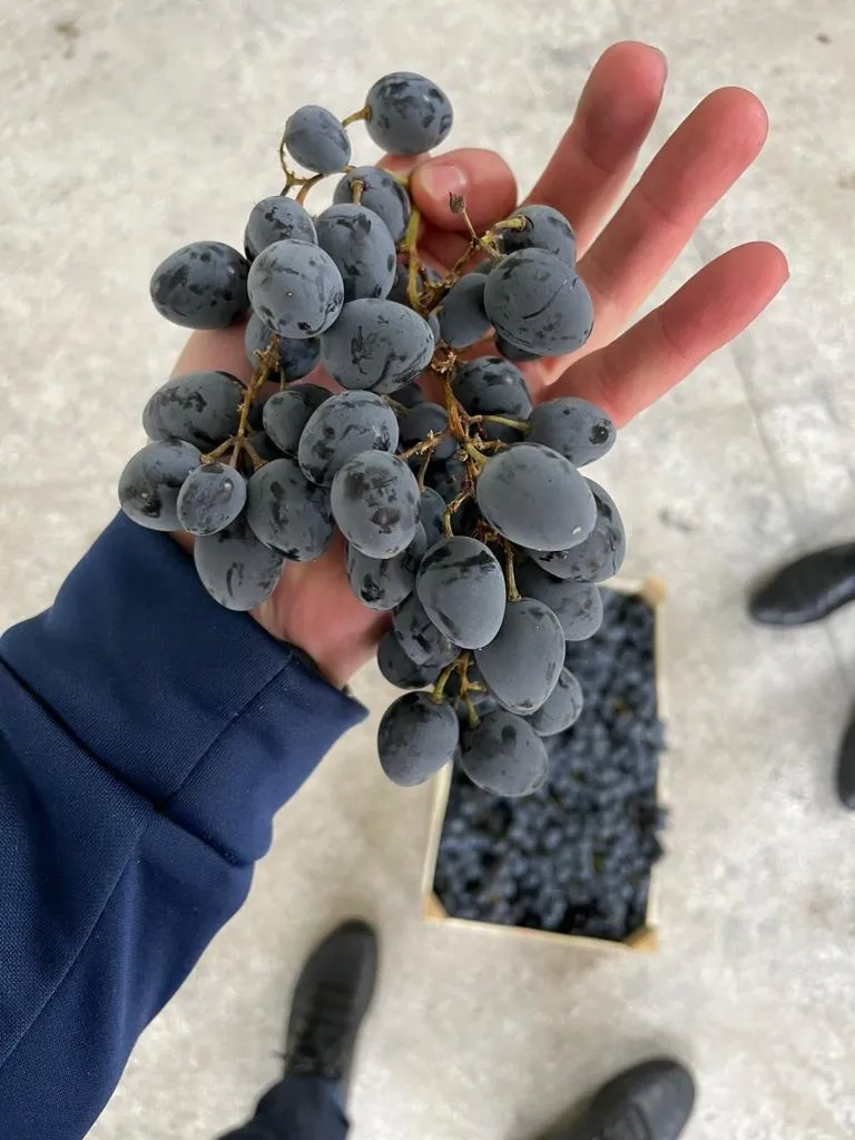 виноград Молдова оптом от производителя в Москве