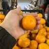 абхазские мандарины оптом в Москве