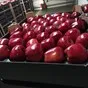 продаем; груша, яблоко оптом. в Москве