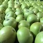 продаем; груша, яблоко оптом. в Москве 4