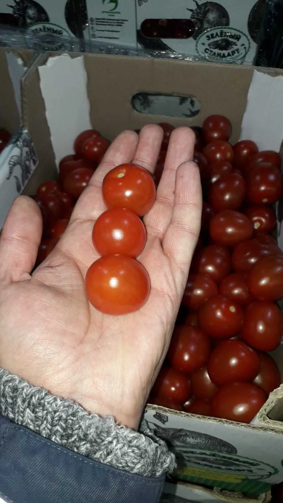 томаты черри в Москве 2