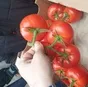 томаты на ветке в Москве 3