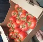 томаты на ветке в Москве 2