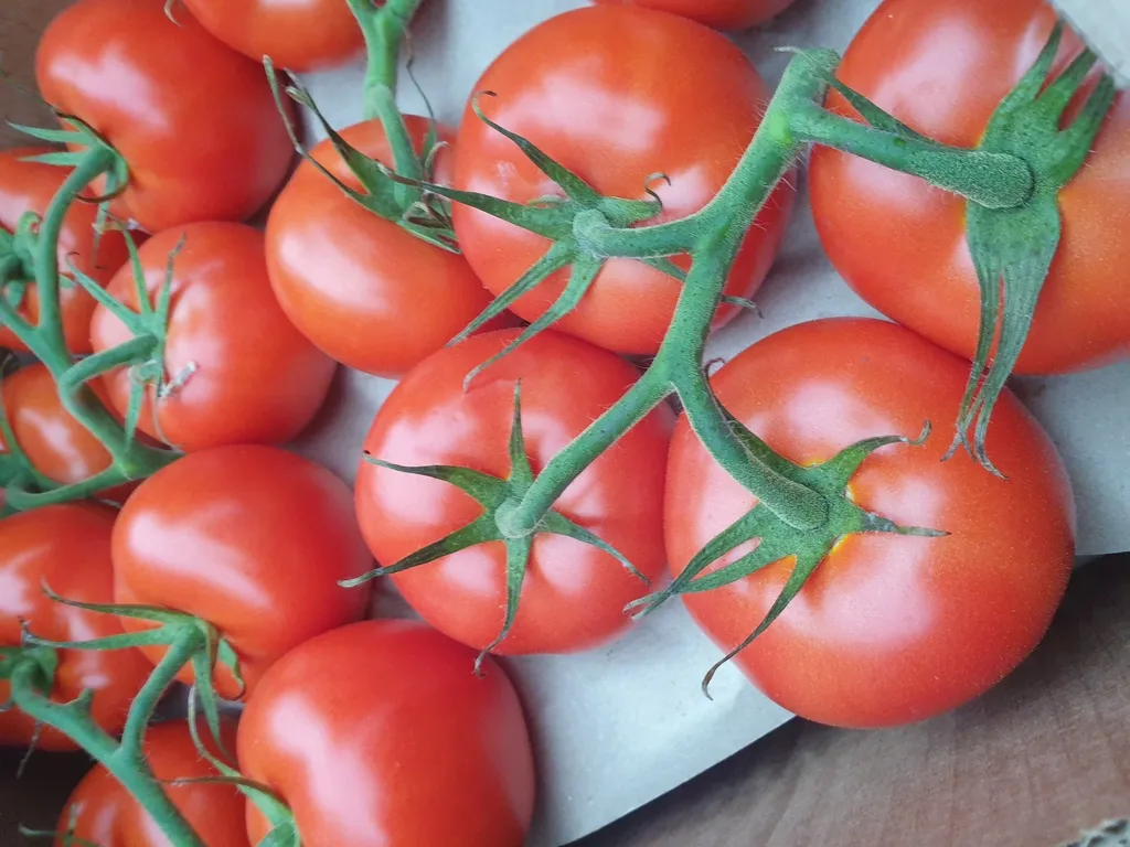 томаты на ветке в Москве