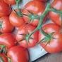 томаты на ветке в Москве