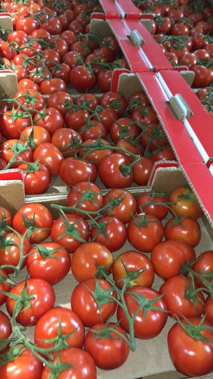 томаты свежие в Москве