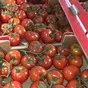 томаты свежие в Москве