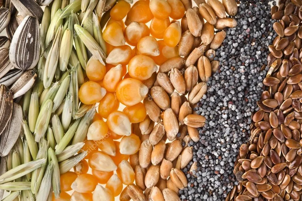 фотография продукта Фуражное зерно на кормовые цели