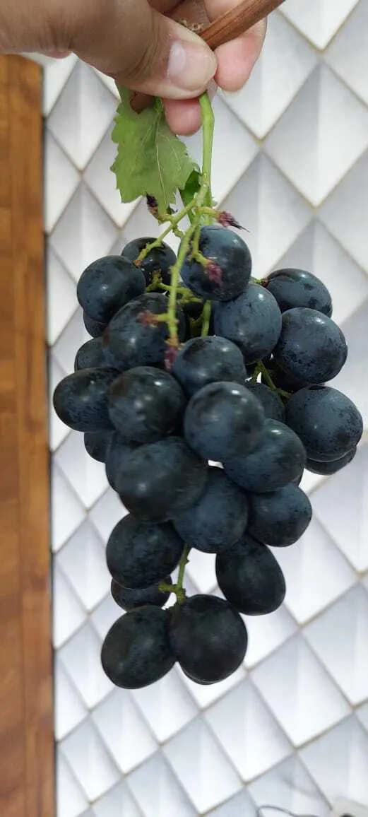 виноград Кишмиш черный из Узбекистана в Москве 15