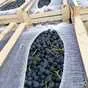виноград Кишмиш черный из Узбекистана в Москве 10