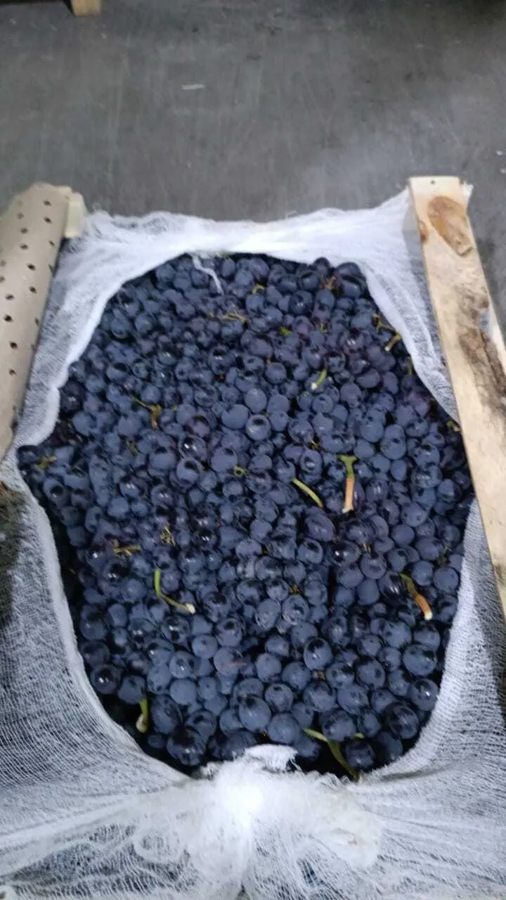 виноград Кишмиш черный из Узбекистана в Москве 7