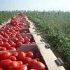 помидоры высшего сорта оптом в Москве