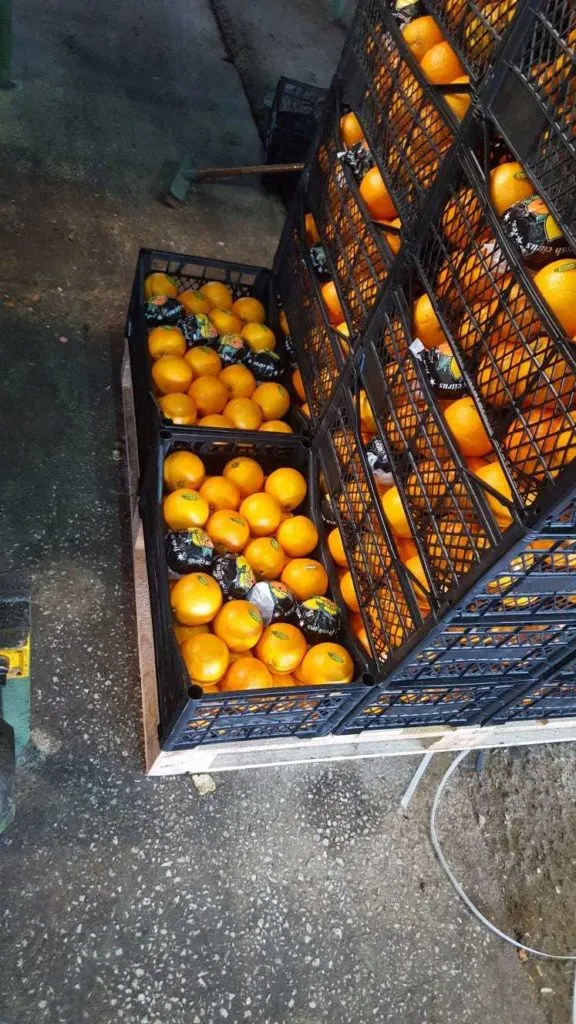 апельсины Вашинктон Турция  в Москве