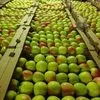 продаем яблоки с хранилищ всей России в Москве 3