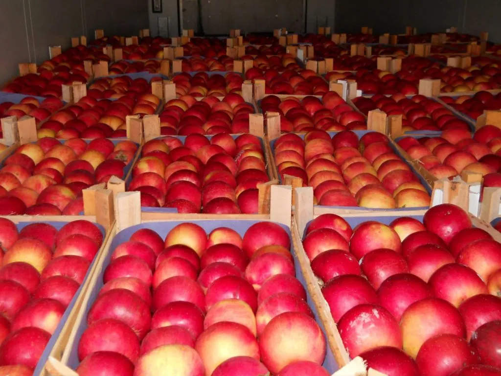 продаем яблоки с хранилищ всей России в Москве 4