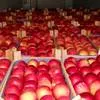 продаем яблоки с хранилищ всей России в Москве 4