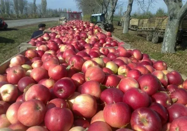 продаем яблоки с хранилищ всей России в Москве 2