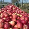 продаем яблоки с хранилищ всей России в Москве 2