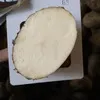 голландский сорт картофеля 