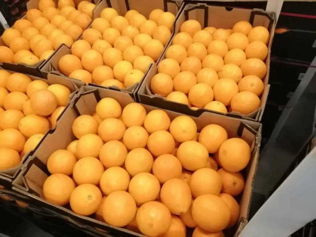 крупные апельсины кал 50/55 ЮАР в Москве