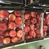 прямые поставки персиков, нектаринов в Москве
