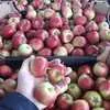 яблоки Гала оптом калибр 50-55 в Москве в Москве 2